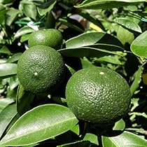 61E+FJC9goL._AC_UL210_SR210,